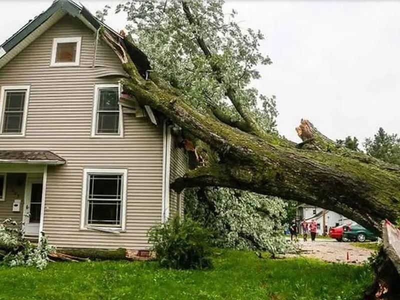 Tree removal job near Alpharetta, GA
