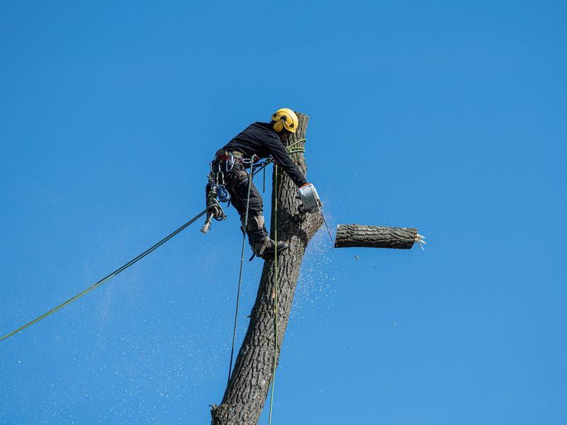 Tree removal job in the Historic Marietta Square neighborhood of Marietta