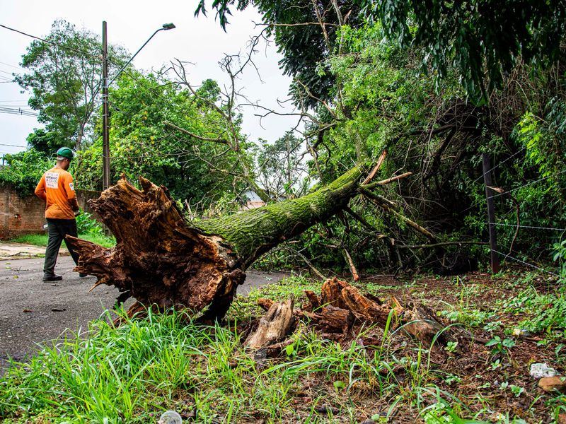 Tree removal job near Sandy Springs, GA